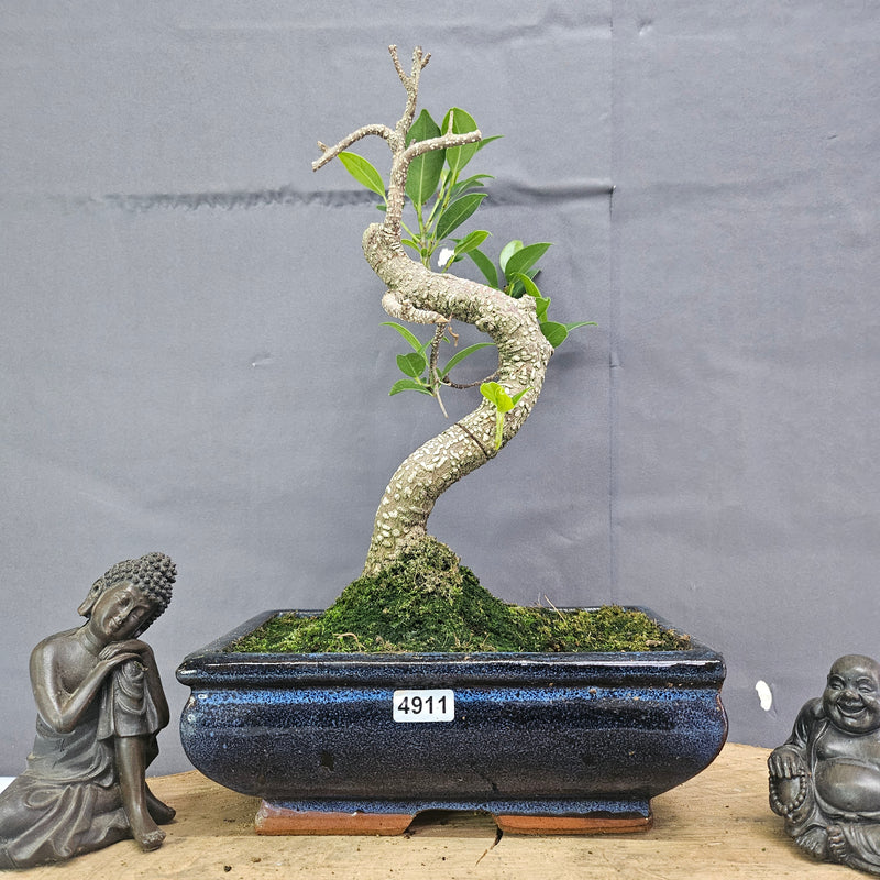 Clearance: Ficus Microcarpa (Banyan Fig) Indoor Bonsai Tree | Shaped | In 20cm Pot