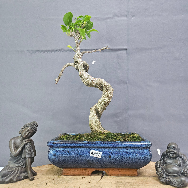 Clearance: Ficus Microcarpa (Banyan Fig) Indoor Bonsai Tree | Shaped | In 20cm Pot