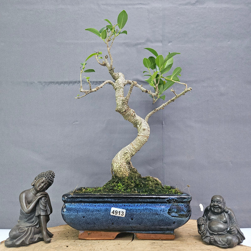 Clearance: Ficus Microcarpa (Banyan Fig) Indoor Bonsai Tree | Shaped | In 20cm Pot