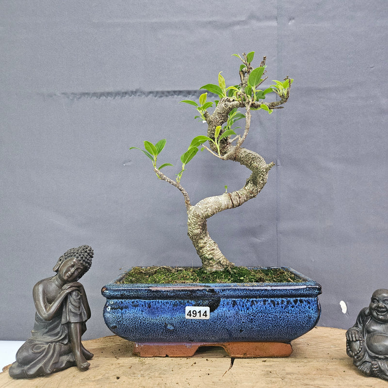 Clearance: Ficus Microcarpa (Banyan Fig) Indoor Bonsai Tree | Shaped | In 20cm Pot