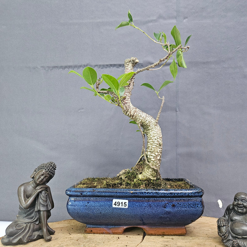 Clearance: Ficus Microcarpa (Banyan Fig) Indoor Bonsai Tree | Shaped | In 20cm Pot