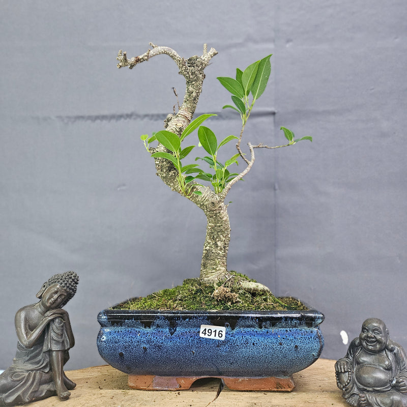 Clearance: Ficus Microcarpa (Banyan Fig) Indoor Bonsai Tree | Shaped | In 20cm Pot