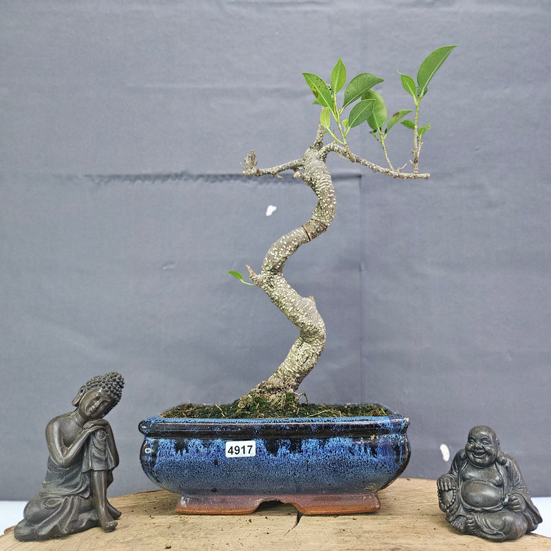 Clearance: Ficus Microcarpa (Banyan Fig) Indoor Bonsai Tree | Shaped | In 20cm Pot