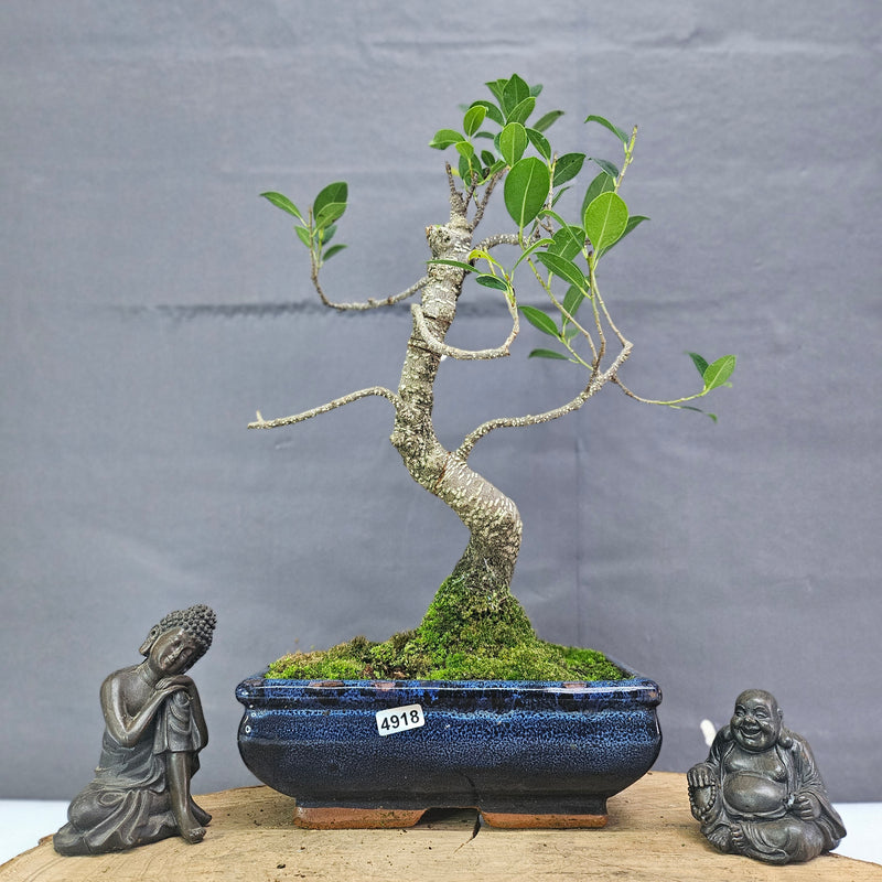 Clearance: Ficus Microcarpa (Banyan Fig) Indoor Bonsai Tree | Shaped | In 20cm Pot