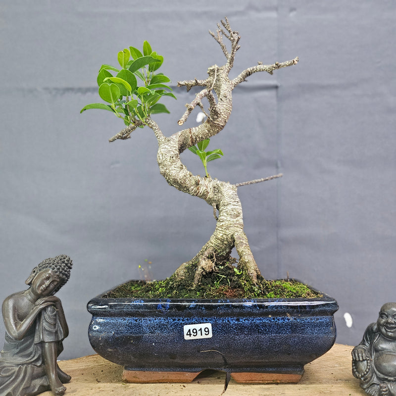 Clearance: Ficus Microcarpa (Banyan Fig) Indoor Bonsai Tree | Shaped | In 20cm Pot