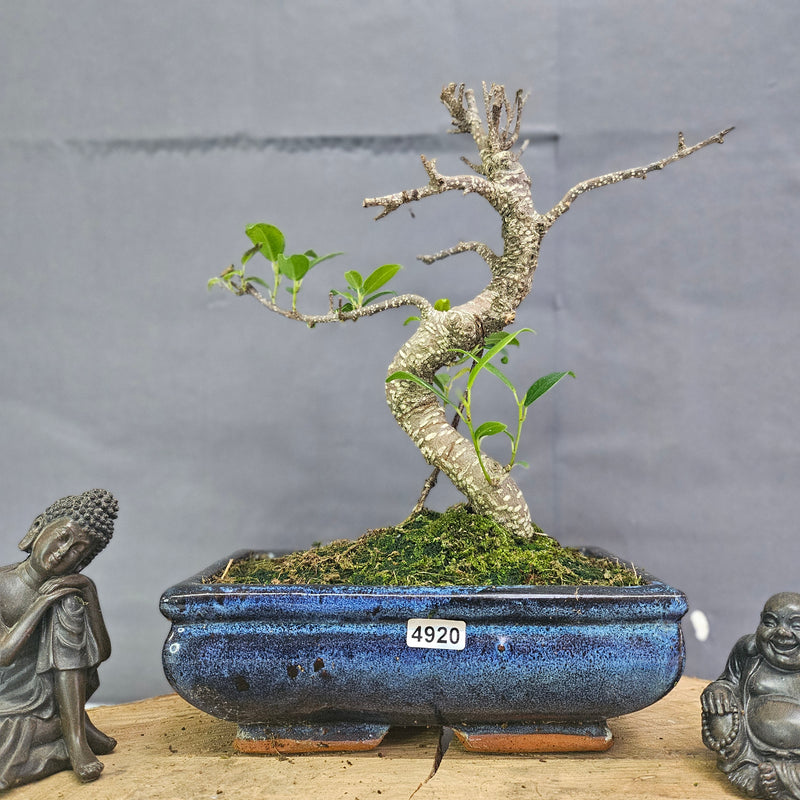 Clearance: Ficus Microcarpa (Banyan Fig) Indoor Bonsai Tree | Shaped | In 20cm Pot