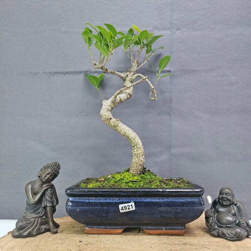 Clearance: Ficus Microcarpa (Banyan Fig) Indoor Bonsai Tree | Shaped | In 20cm Pot