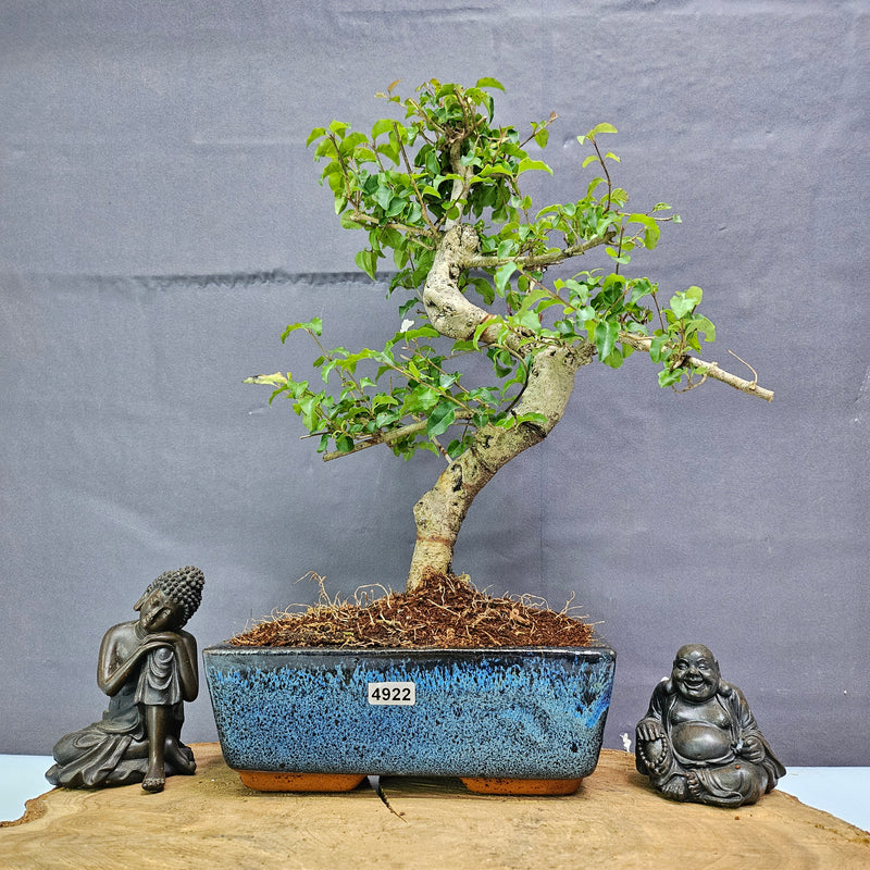 Chinese Privet (Ligustrum Sinense) Bonsai Tree | Shaped | In 20cm Pot