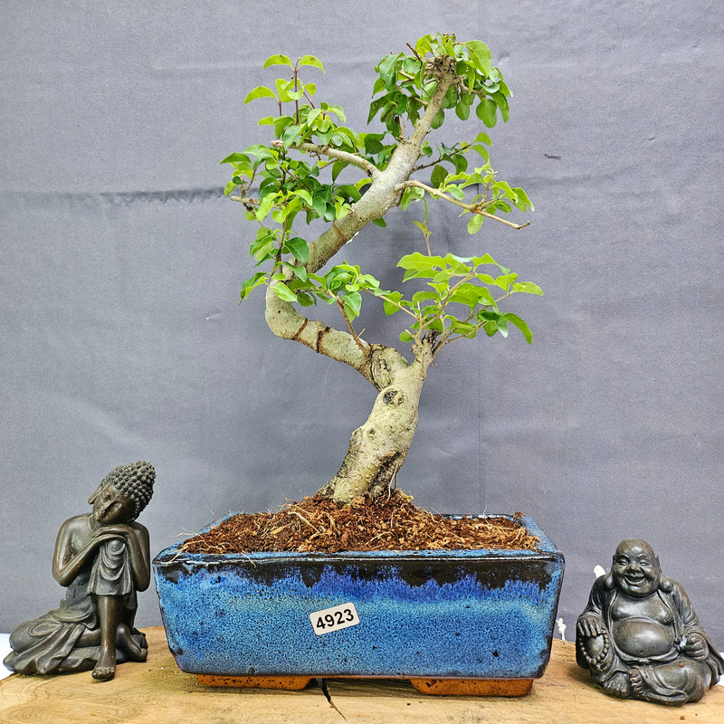 Chinese Privet (Ligustrum Sinense) Bonsai Tree | Shaped | In 20cm Pot