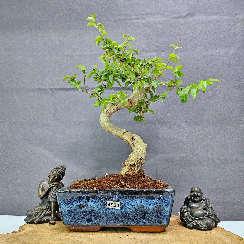 Chinese Privet (Ligustrum Sinense) Bonsai Tree | Shaped | In 20cm Pot