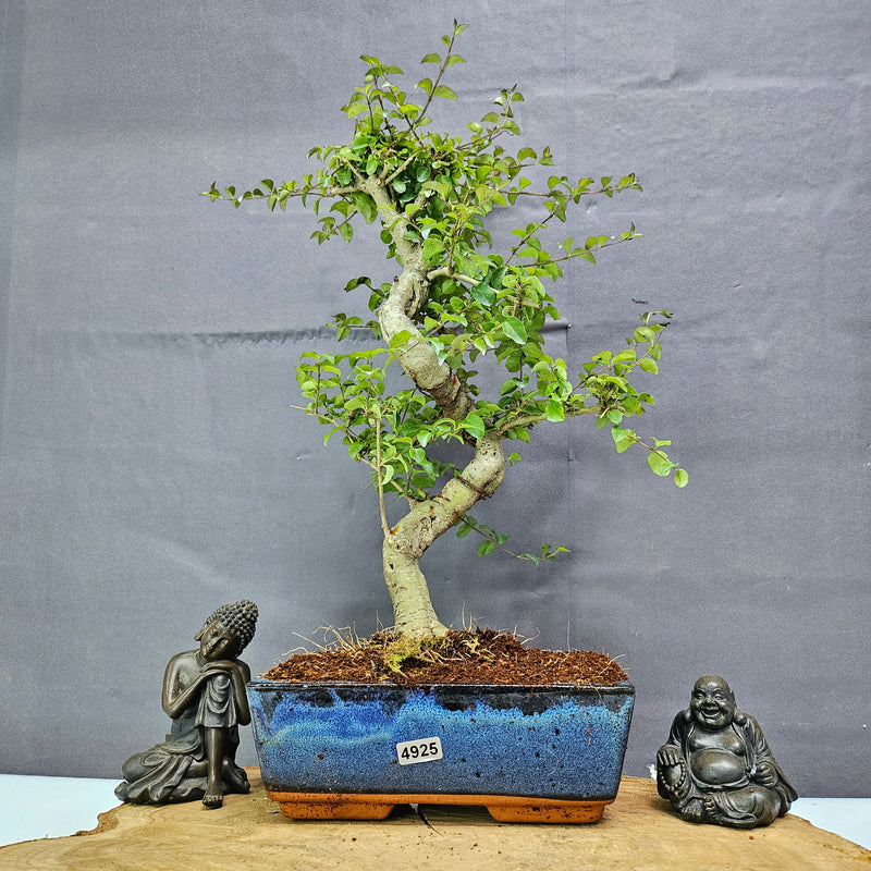 Chinese Privet (Ligustrum Sinense) Bonsai Tree | Shaped | In 20cm Pot