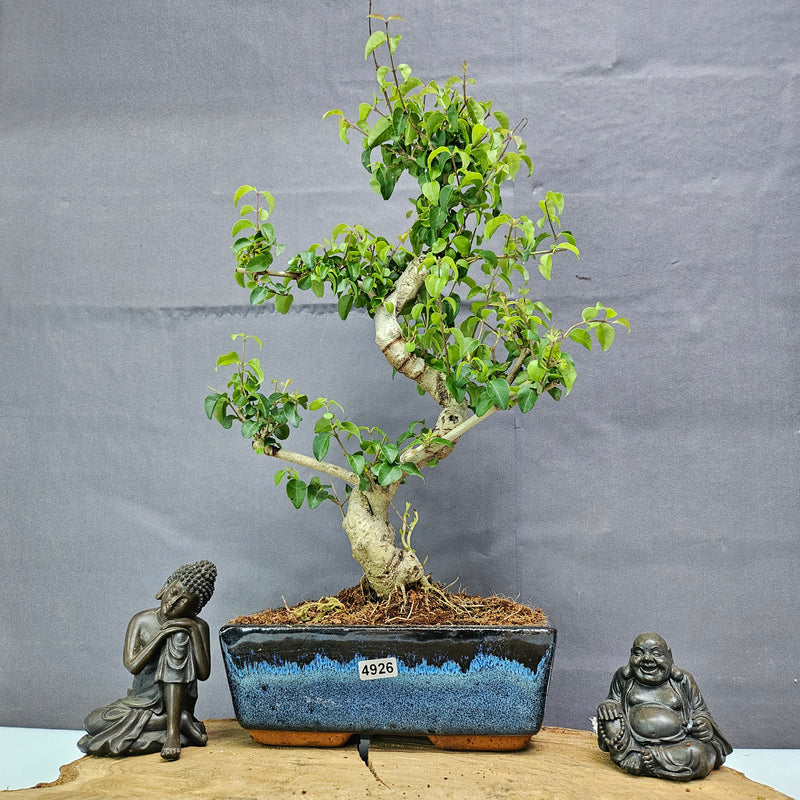 Chinese Privet (Ligustrum Sinense) Bonsai Tree | Shaped | In 20cm Pot