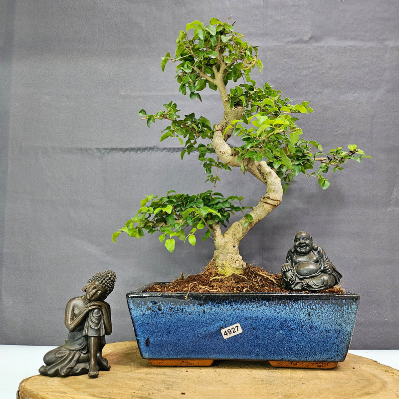 Chinese Privet (Ligustrum Sinense) Bonsai Tree | Shaped | In 25cm Pot