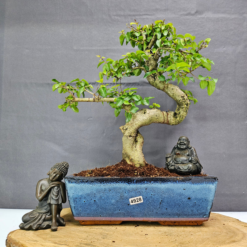 Chinese Privet (Ligustrum Sinense) Bonsai Tree | Shaped | In 25cm Pot