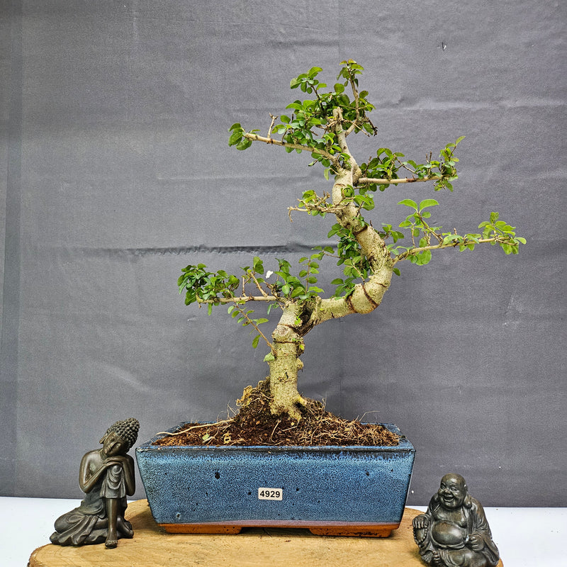 Chinese Privet (Ligustrum Sinense) Bonsai Tree | Shaped | In 25cm Pot