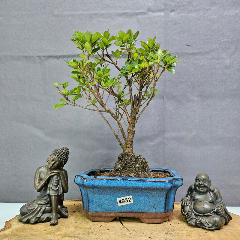 Azalea (Rhododendron) Bonsai Tree | Broom | In 15cm Pot