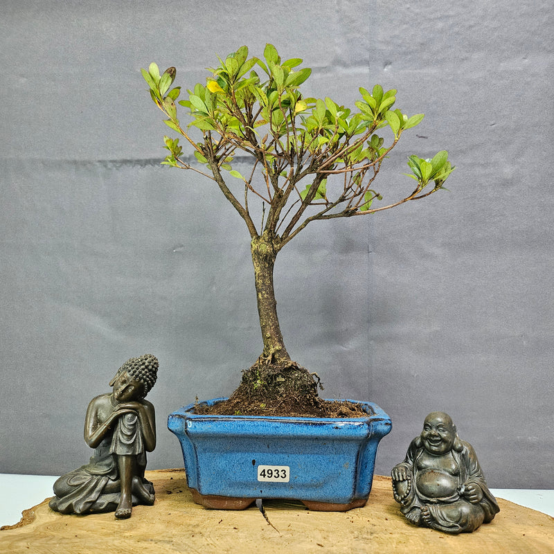 Azalea (Rhododendron) Bonsai Tree | Broom | In 15cm Pot