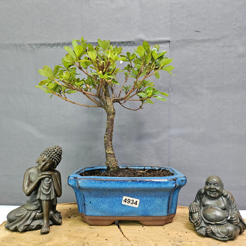 Azalea (Rhododendron) Bonsai Tree | Broom | In 15cm Pot