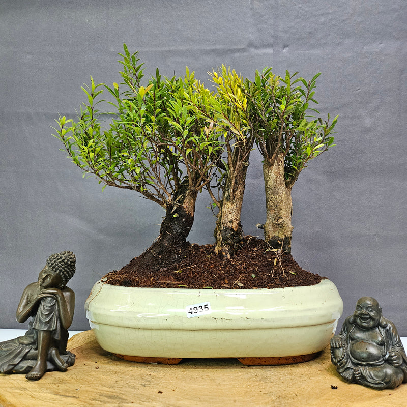 Brush Cherry (Syzygium) Bonsai Tree Forest | Group of 3 | In 25cm Pot