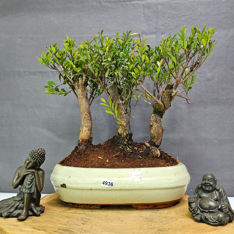 Brush Cherry (Syzygium) Bonsai Tree Forest | Group of 3 | In 25cm Pot