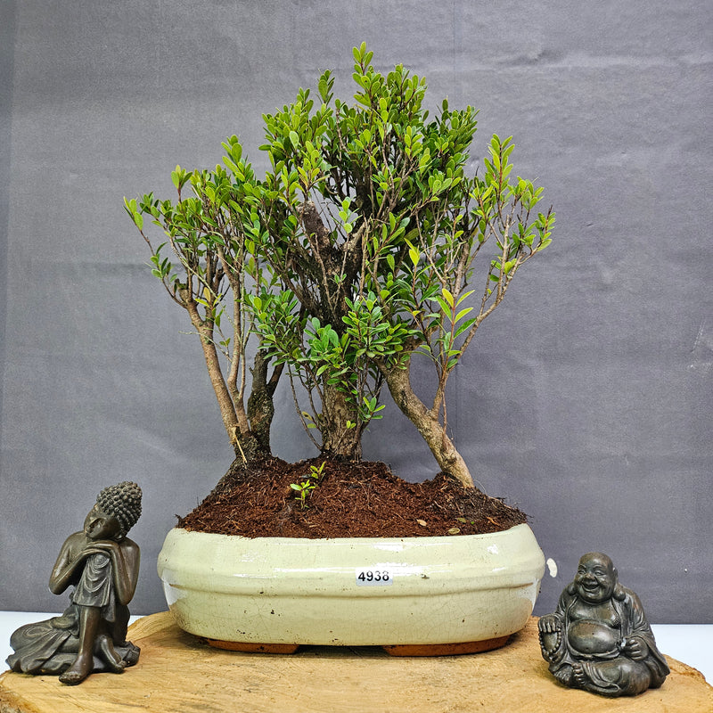 Brush Cherry (Syzygium) Bonsai Tree Forest | Group of 3 | In 25cm Pot