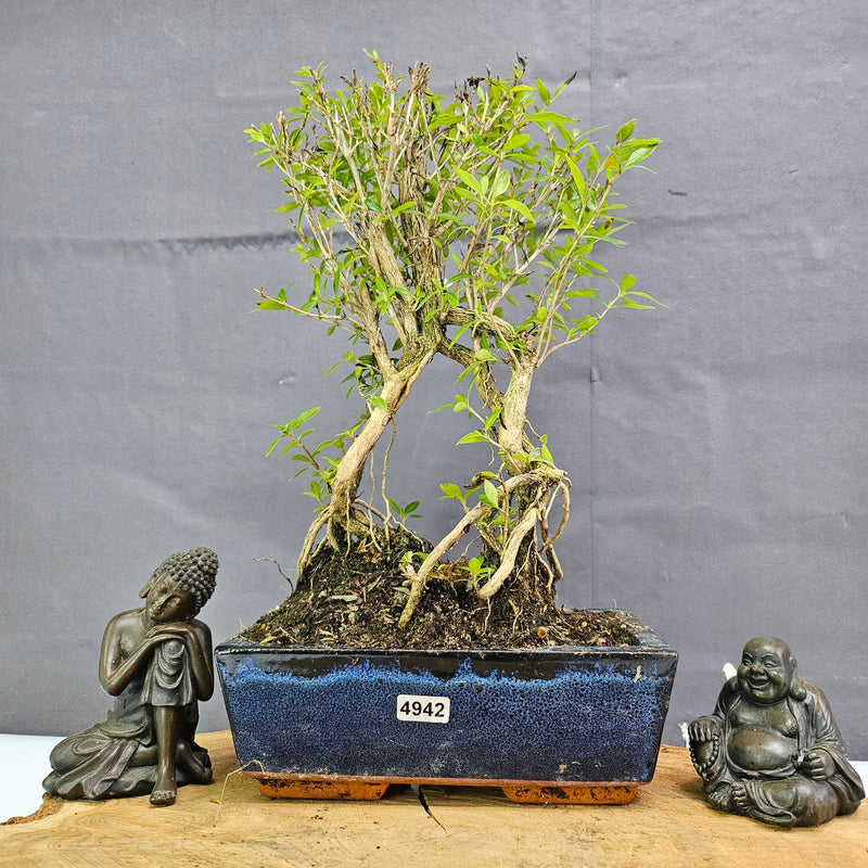 Snow Rose (Serissa) Bonsai Tree | Broom | In 20cm Pot