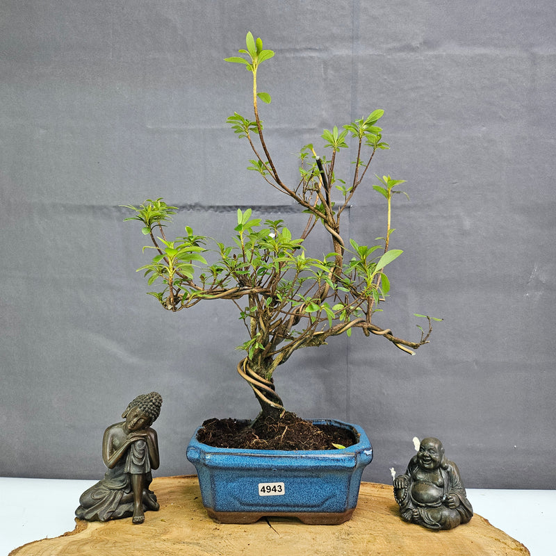 Azalea (Rhododendron) Bonsai Tree | Shaped | In 15cm Pot