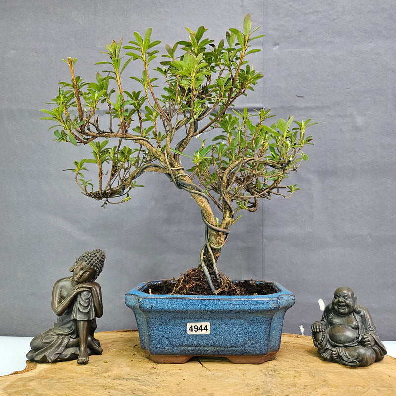 Azalea (Rhododendron) Bonsai Tree | Shaped | In 15cm Pot