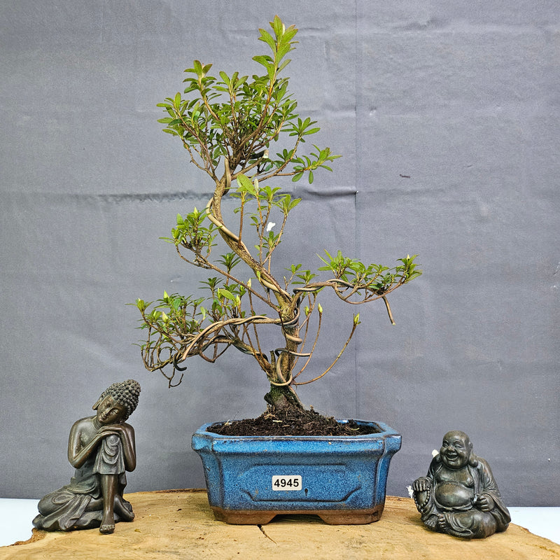 Azalea (Rhododendron) Bonsai Tree | Shaped | In 15cm Pot