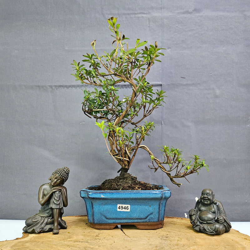 Azalea (Rhododendron) Bonsai Tree | Shaped | In 15cm Pot