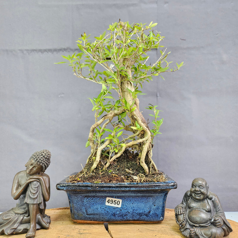 Snow Rose (Serissa) Bonsai Tree | Broom | In 15cm Pot