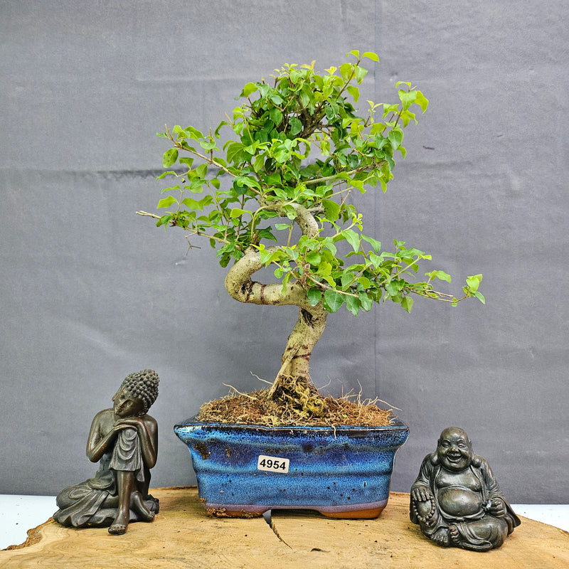 Chinese Privet (Ligustrum Sinense) Bonsai Tree | Shaped | In 15cm Pot