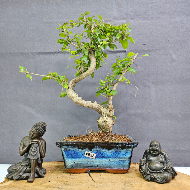 Chinese Privet (Ligustrum Sinense) Bonsai Tree | Shaped | In 15cm Pot