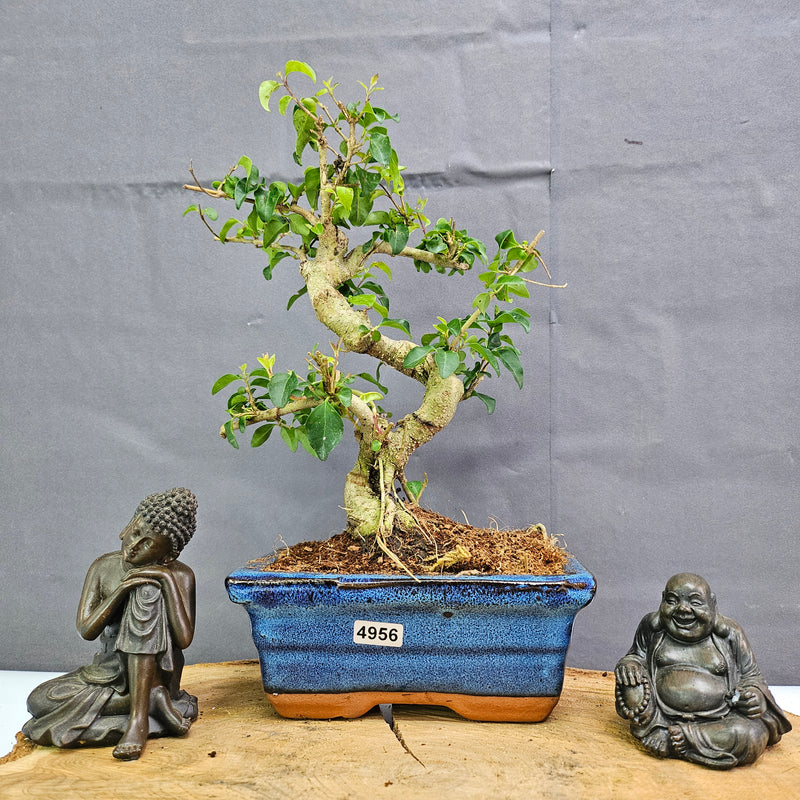 Chinese Privet (Ligustrum Sinense) Bonsai Tree | Shaped | In 15cm Pot