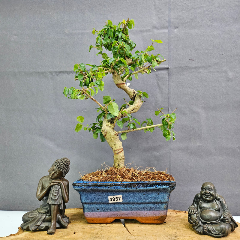 Chinese Privet (Ligustrum Sinense) Bonsai Tree | Shaped | In 15cm Pot