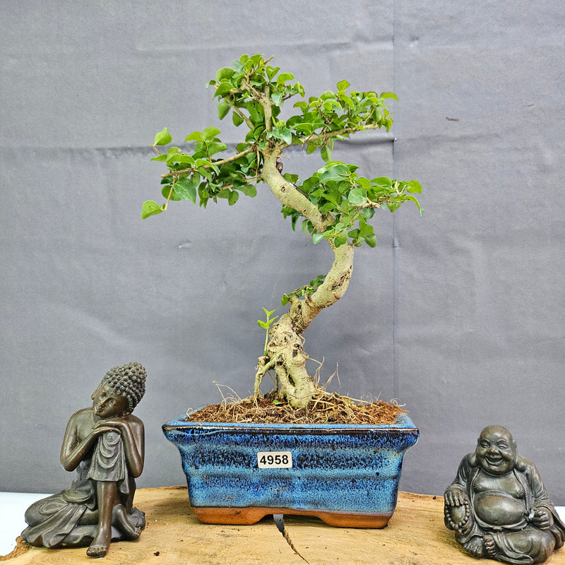 Chinese Privet (Ligustrum Sinense) Bonsai Tree | Shaped | In 15cm Pot