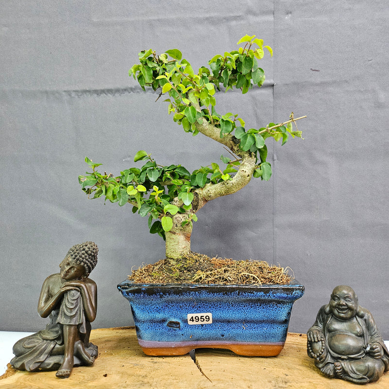 Chinese Privet (Ligustrum Sinense) Bonsai Tree | Shaped | In 15cm Pot