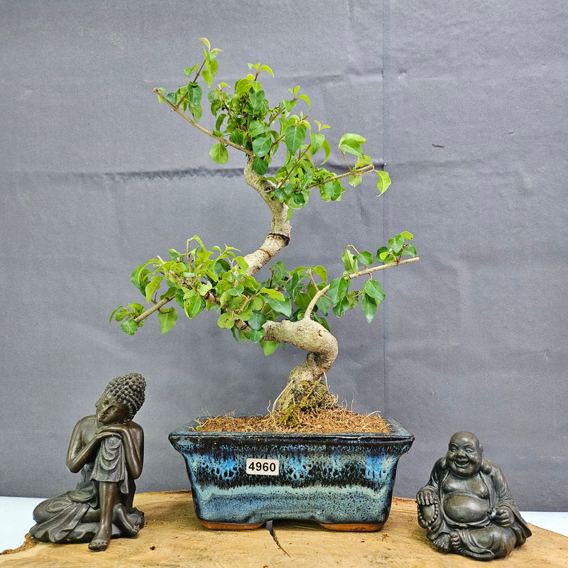 Chinese Privet (Ligustrum Sinense) Bonsai Tree | Shaped | In 15cm Pot