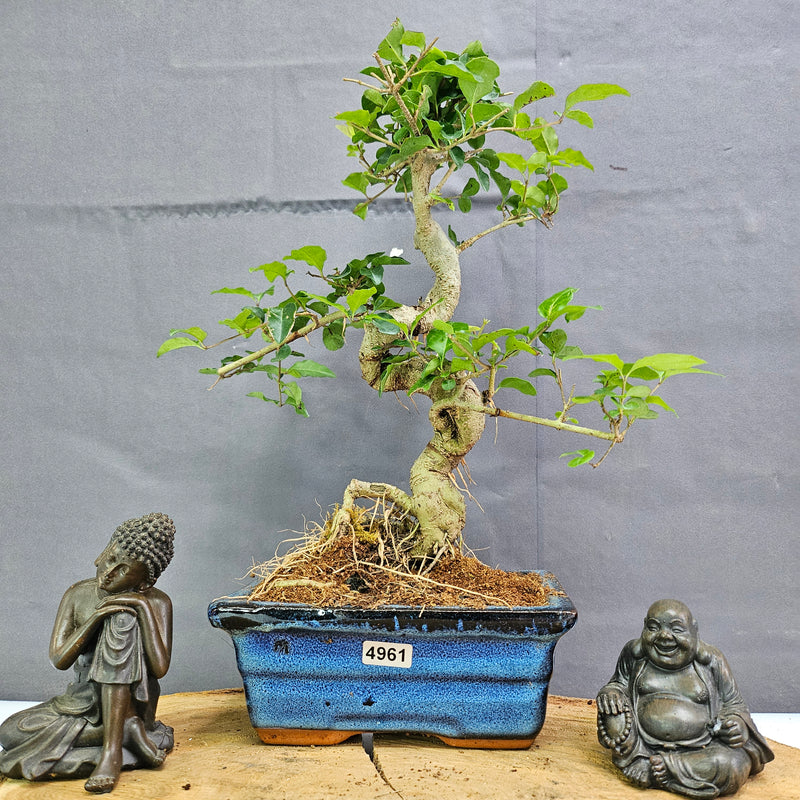 Chinese Privet (Ligustrum Sinense) Bonsai Tree | Shaped | In 15cm Pot