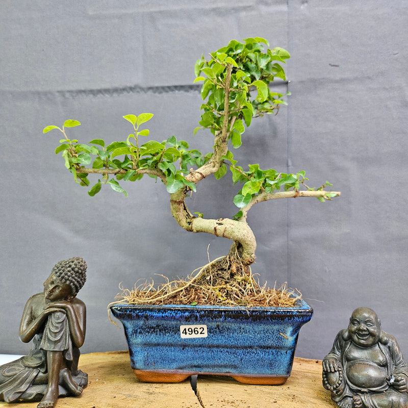 Chinese Privet (Ligustrum Sinense) Bonsai Tree | Shaped | In 15cm Pot