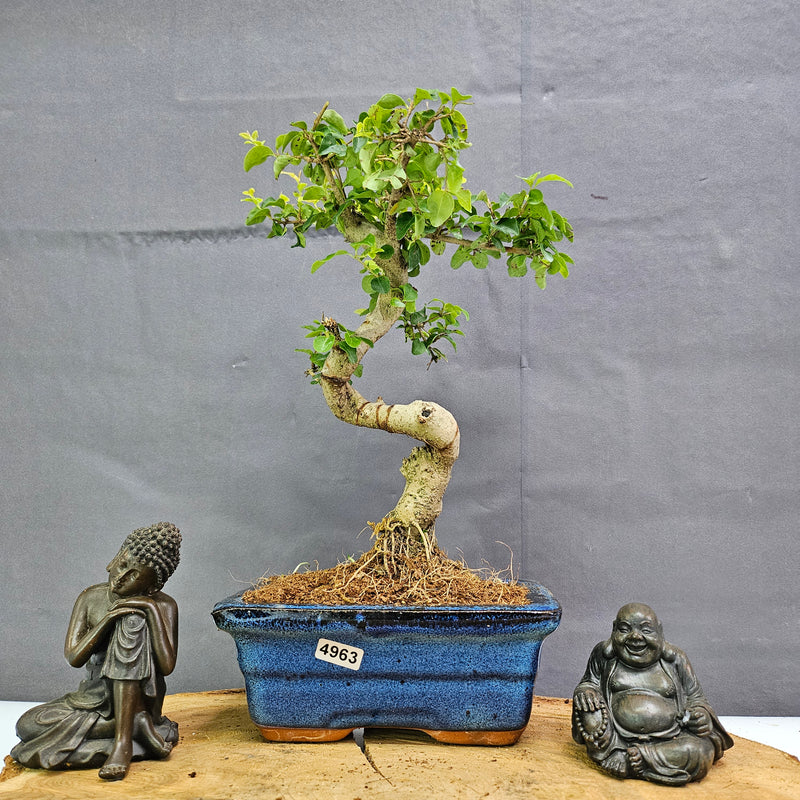 Chinese Privet (Ligustrum Sinense) Bonsai Tree | Shaped | In 15cm Pot