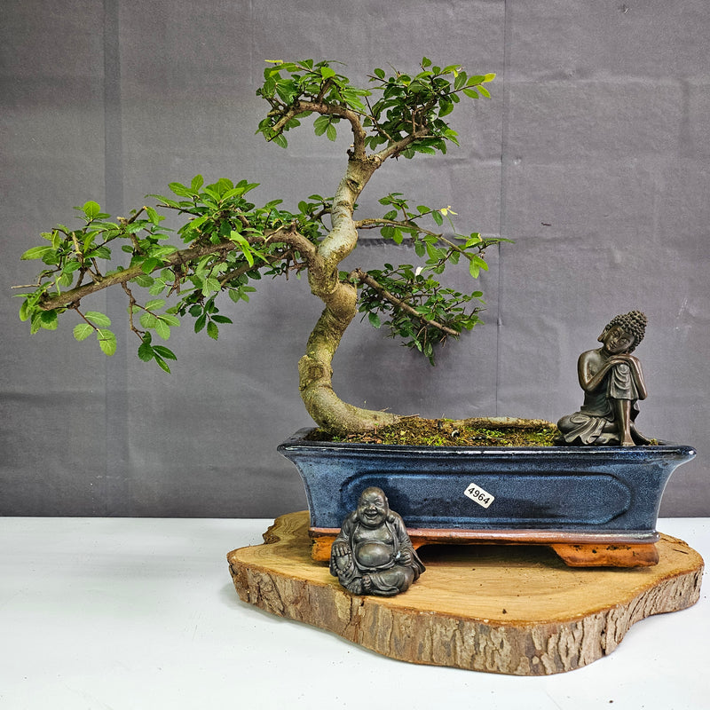 Chinese Elm (Ulmus Parvifolia) Bonsai Tree | Shaped | In 30cm Pot