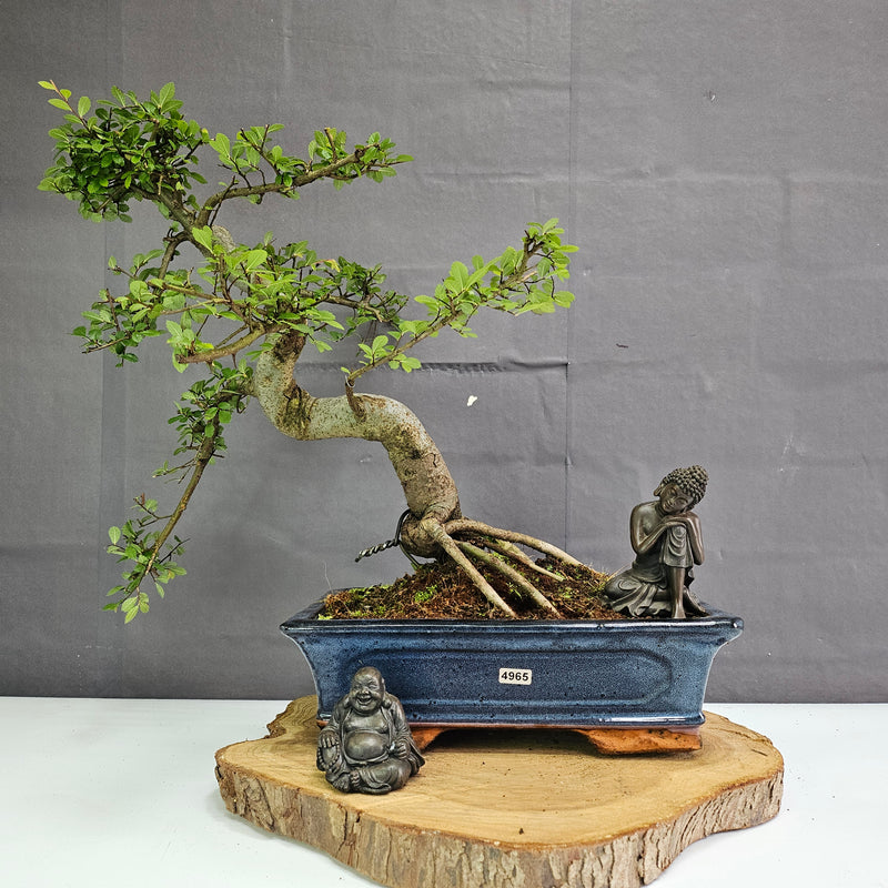 Chinese Elm (Ulmus Parvifolia) Bonsai Tree | Shaped | In 30cm Pot