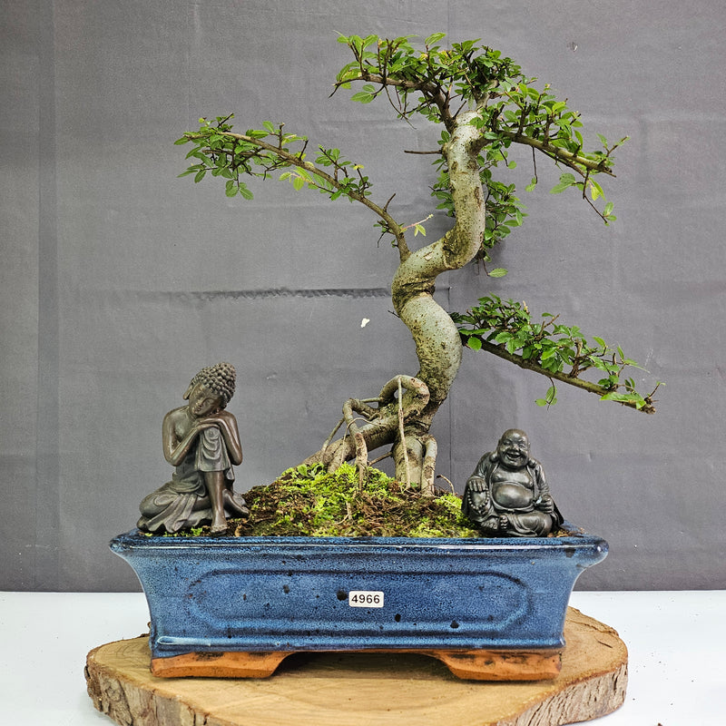 Chinese Elm (Ulmus Parvifolia) Bonsai Tree | Shaped | In 30cm Pot