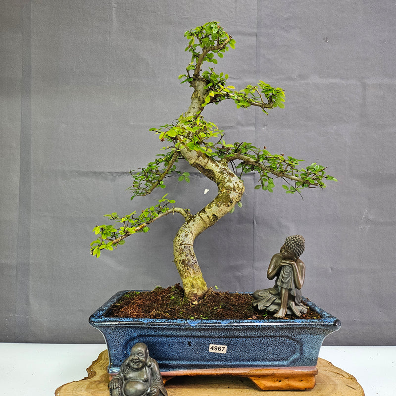 Chinese Elm (Ulmus Parvifolia) Bonsai Tree | Shaped | In 30cm Pot