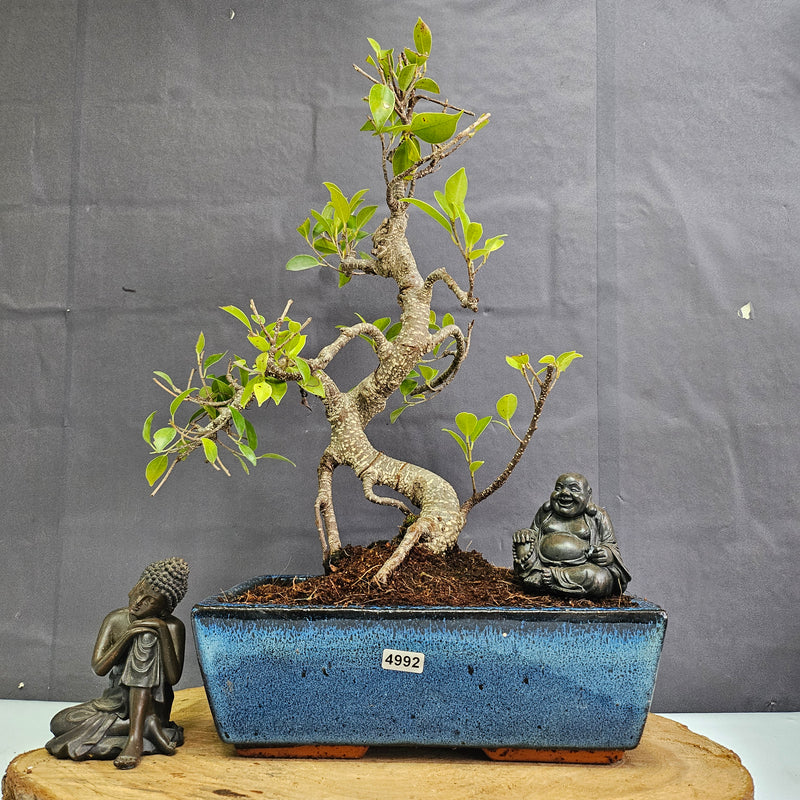 Ficus Microcarpa (Banyan Fig) Indoor Bonsai Tree | Shaped | In 25cm Pot