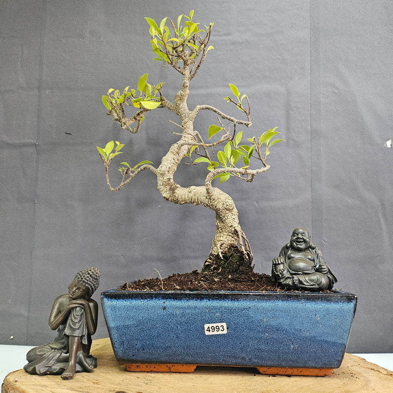 Ficus Microcarpa (Banyan Fig) Indoor Bonsai Tree | Shaped | In 25cm Pot