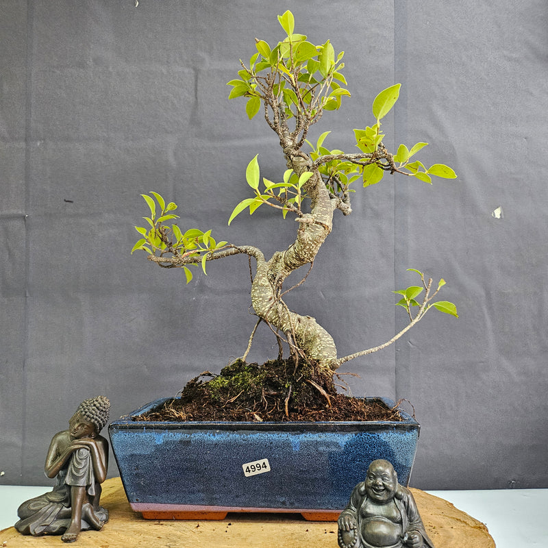 Ficus Microcarpa (Banyan Fig) Indoor Bonsai Tree | Shaped | In 25cm Pot