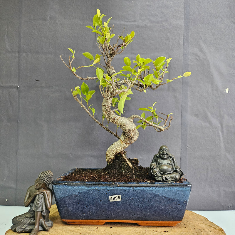 Ficus Microcarpa (Banyan Fig) Indoor Bonsai Tree | Shaped | In 25cm Pot