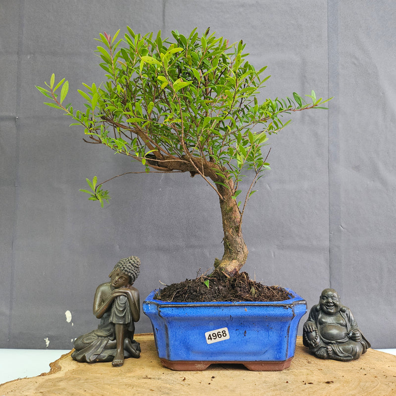 Brush Cherry (Syzygium) Bonsai Tree | Broom | In 15cm Pot